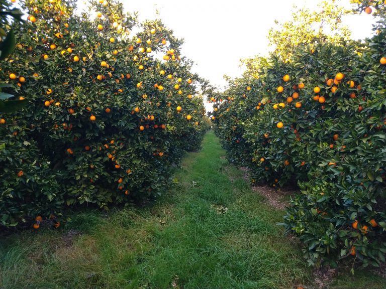 Nuestra producción de naranjas es ecológica